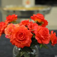 ROG_0137